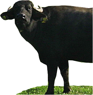 Le bufale